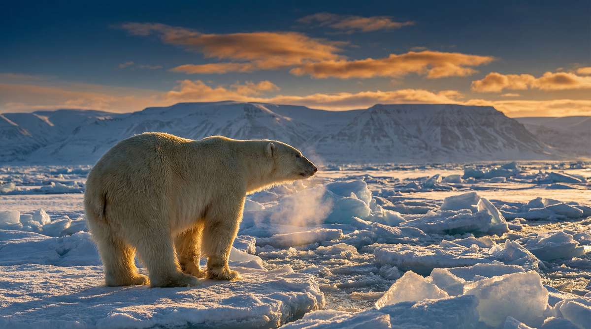 麻豆视频今日推荐北极熊视频